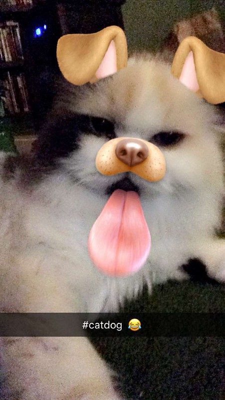 Must Have Hundefilter: Foto einer Katze mit Snapchatfilter